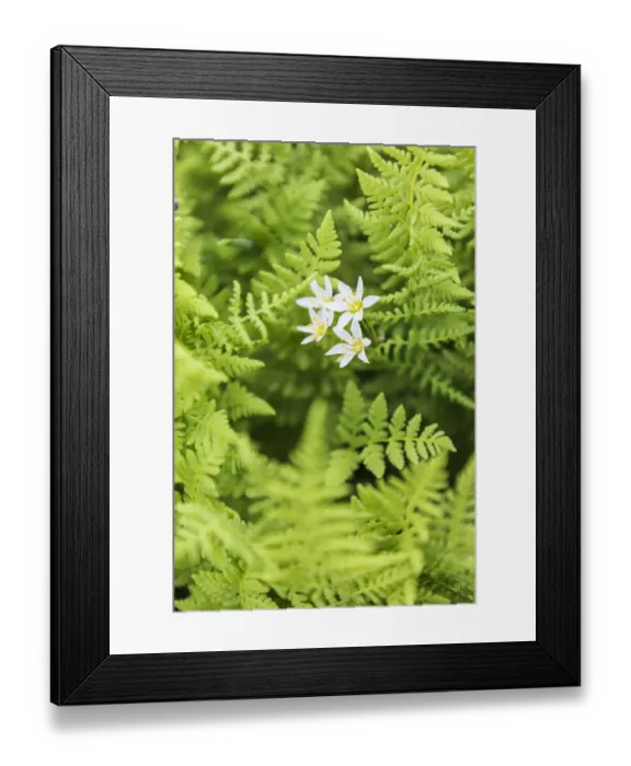Framed Print : Castroville, Texas, USA. Ferns in the Texas Hill Country Framed Print : Castroville, Texas, USA. Ferns in the Texas Hill Country