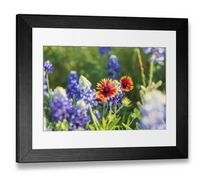 Framed Print : Marble Falls, Texas, USA. Bluebonnet and Indian Blanket wildflowers in the Texas Hill Framed Print : Marble Falls, Texas, USA. Bluebonnet and Indian Blanket wildflowers in the Texas Hill