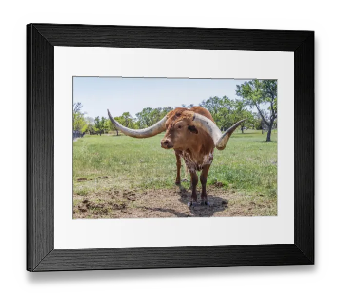 Framed Print : Marble Falls, Texas, USA. Longhorn cattle in the Texas Hill Country Framed Print : Marble Falls, Texas, USA. Longhorn cattle in the Texas Hill Country