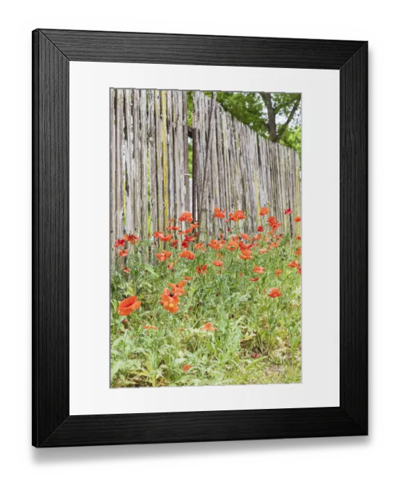 Framed Print : Castroville, Texas, USA. Poppies and wooden fence in the Texas Hill Country Framed Print : Castroville, Texas, USA. Poppies and wooden fence in the Texas Hill Country