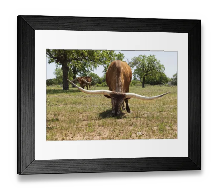 Framed Print : Marble Falls, Texas, USA. Longhorn cattle in the Texas Hill Country Framed Print : Marble Falls, Texas, USA. Longhorn cattle in the Texas Hill Country