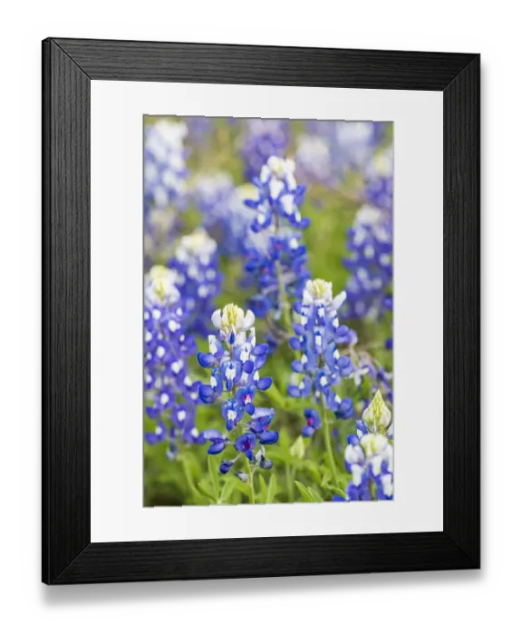 Framed Print : Johnson City, Texas, USA. Bluebonnet wildflowers in the Texas Hill Country Framed Print : Johnson City, Texas, USA. Bluebonnet wildflowers in the Texas Hill Country
