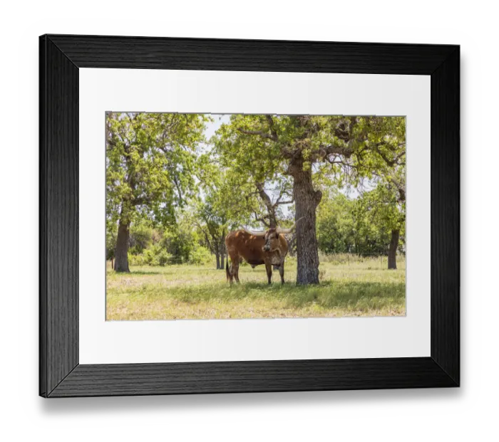 Framed Print : Marble Falls, Texas, USA. Longhorn cattle in the Texas Hill Country Framed Print : Marble Falls, Texas, USA. Longhorn cattle in the Texas Hill Country