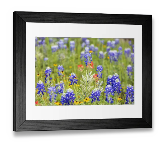 Framed Print : Llano, Texas, USA. Bluebonnet and other wildflowers in the Texas Hill Country Framed Print : Llano, Texas, USA. Bluebonnet and other wildflowers in the Texas Hill Country