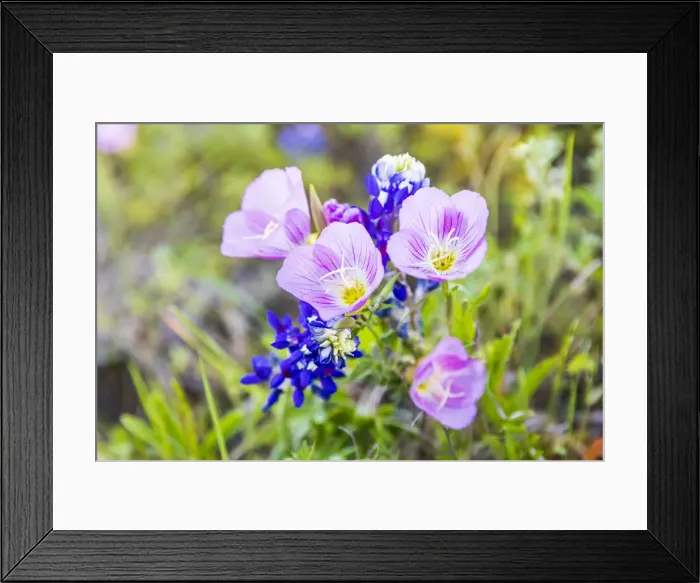 Framed Print : Lampasas, Texas, USA. Pink Evening Primrose and Bluebonnet wildflowers in the Texas Hill Framed Print : Lampasas, Texas, USA. Pink Evening Primrose and Bluebonnet wildflowers in the Texas Hill