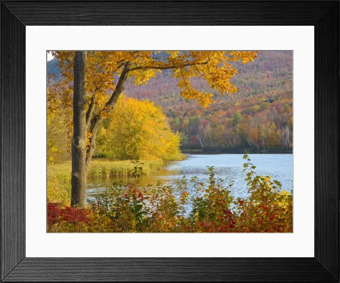 Framed Print : USA, New Hampshire, Franconia, small lake surrounded by Fall color of Maple, White Birch