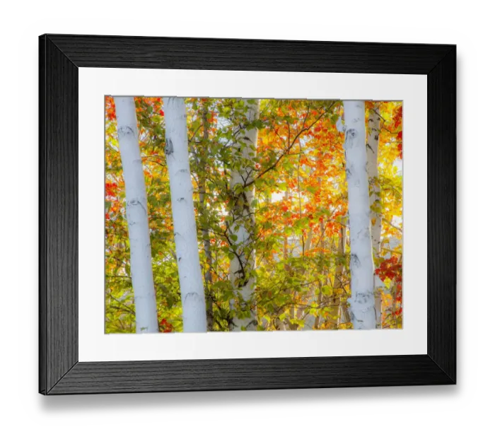 Framed Print : USA, New Hampshire, Franconia, Autumn Colors surrounding group of White Birch tree trunks