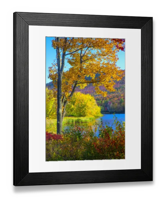 Framed Print : USA, New Hampshire, Franconia, small lake surrounded by Fall color of Maple, White Birch Framed Print : USA, New Hampshire, Franconia, small lake surrounded by Fall color of Maple, White Birch