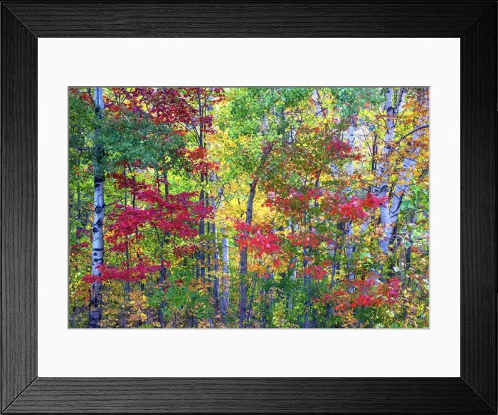 Framed Print : USA, New Hampshire, Gorham, Fall colors with grove of White Birch and Maple trees Framed Print : USA, New Hampshire, Gorham, Fall colors with grove of White Birch and Maple trees