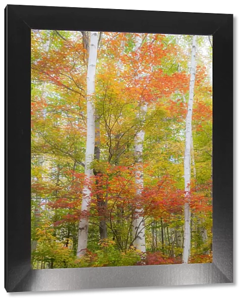 USA, New Hampshire, Gorham, White Birch tree trunks surrounded by Fall colors from Maple