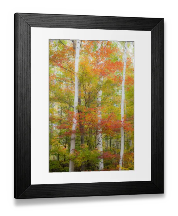 Framed Print : USA, New Hampshire, Gorham, White Birch tree trunks surrounded by Fall colors from Maple Framed Print : USA, New Hampshire, Gorham, White Birch tree trunks surrounded by Fall colors from Maple