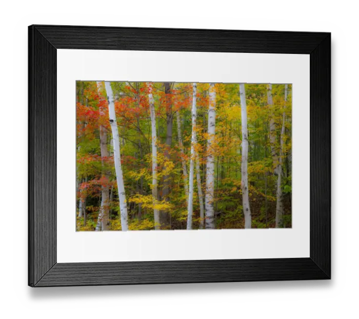 Framed Print : USA, New Hampshire, Gorham, White Birch tree trunks surrounded by Fall colors from Maple Framed Print : USA, New Hampshire, Gorham, White Birch tree trunks surrounded by Fall colors from Maple