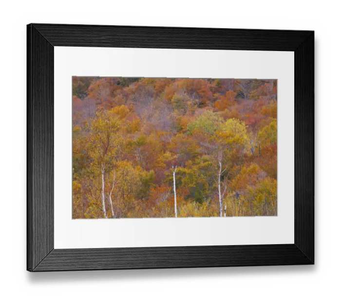 Framed Print : USA, New Hampshire, New England Fall colors on hillsides along highway 16 north of Framed Print : USA, New Hampshire, New England Fall colors on hillsides along highway 16 north of