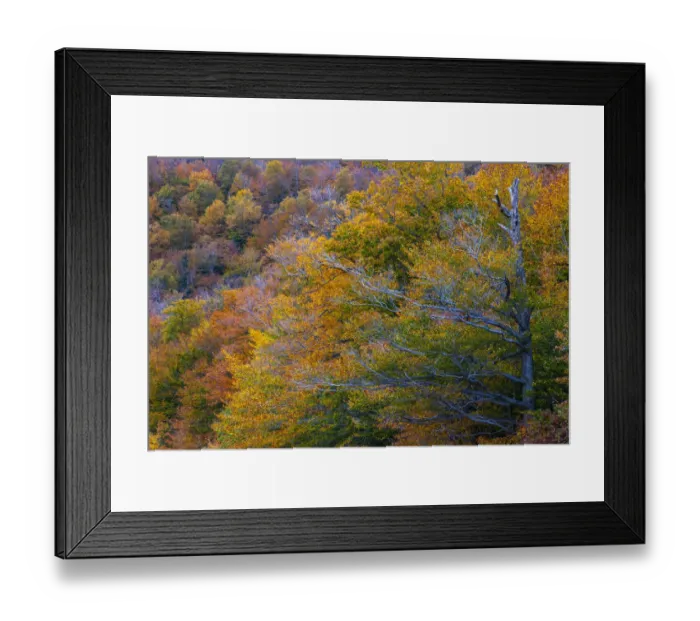 Framed Print : USA, New Hampshire, New England Fall colors on hillsides along highway 16 north of Framed Print : USA, New Hampshire, New England Fall colors on hillsides along highway 16 north of