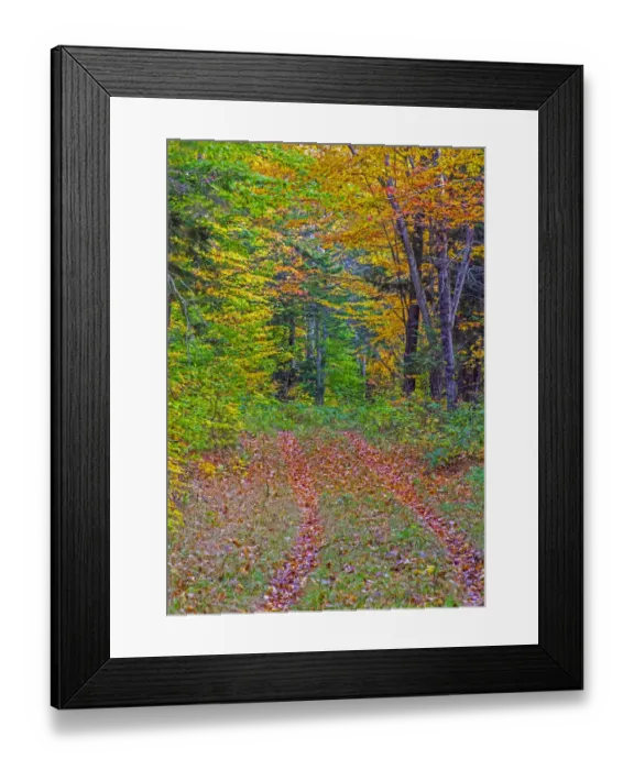 Framed Print : USA, New Hampshire, New England tracks into hardwood forest Autumn