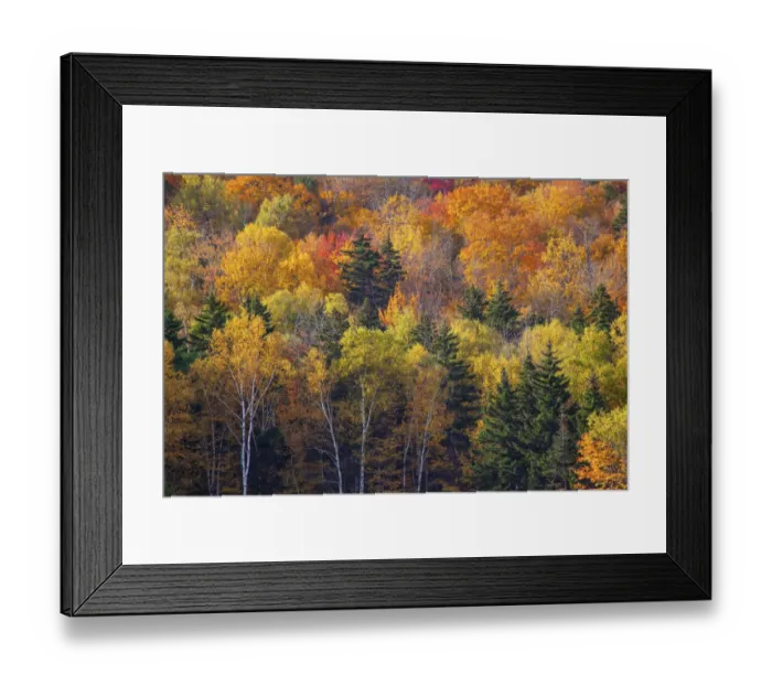 Framed Print : USA, New Hampshire just north of Jackson on highway 16 with the hillside covered in Framed Print : USA, New Hampshire just north of Jackson on highway 16 with the hillside covered in