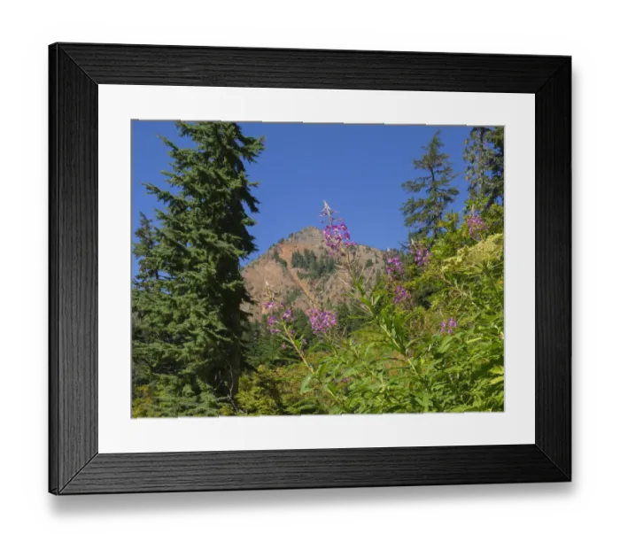 Framed Print : Washington State, Central Cascades, Fireweed and Red Mountain