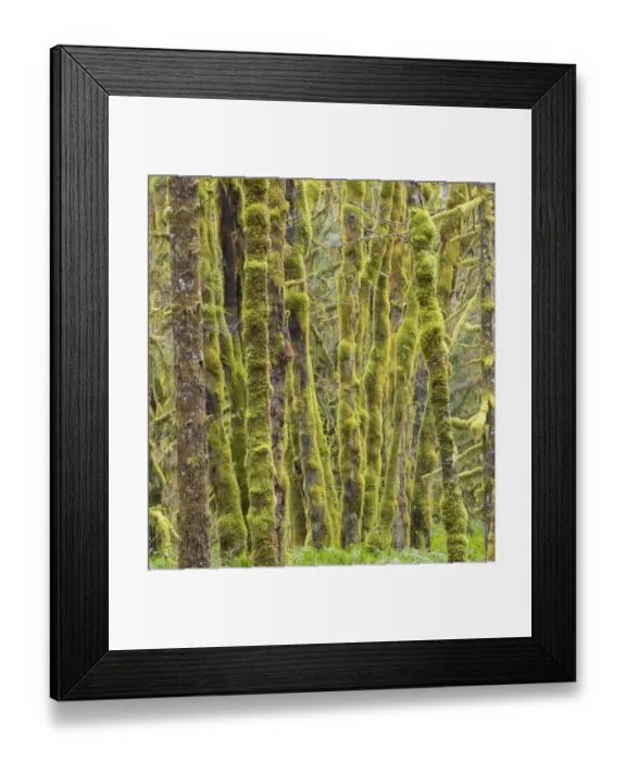 Framed Print : Washington State, Central Cascades, Moss covered Red Alder forest Framed Print : Washington State, Central Cascades, Moss covered Red Alder forest