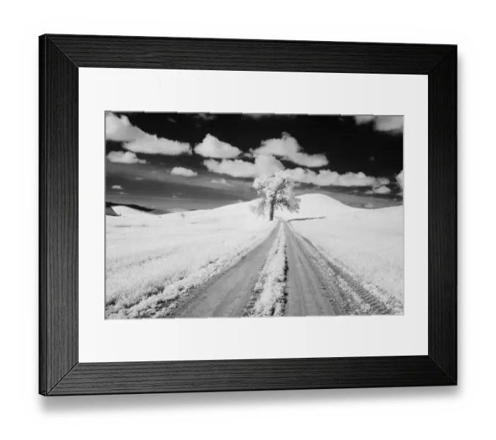 Framed Print : USA, Washington State, Lone along Country backroad in wheat Field Framed Print : USA, Washington State, Lone along Country backroad in wheat Field