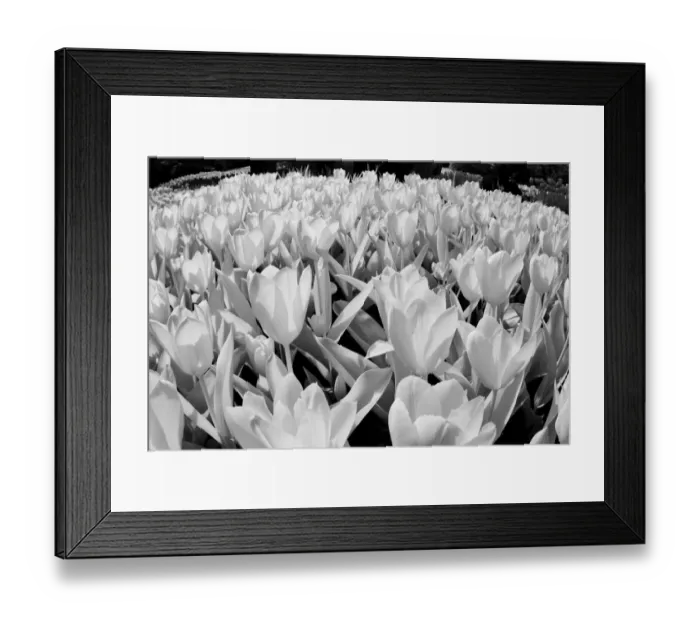 Framed Print : USA, Washington State, Skagit Valley, low angle of Tulip mass Framed Print : USA, Washington State, Skagit Valley, low angle of Tulip mass