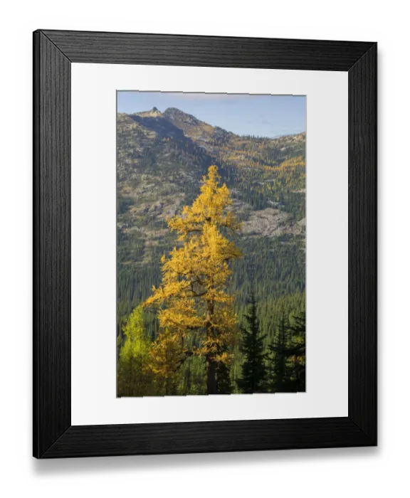 Framed Print : Washington State, North Cascades, Golden larch tree