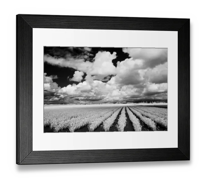 Framed Print : USA, Washington State, Skagit Valley, Large field of Tulip rows and clouds