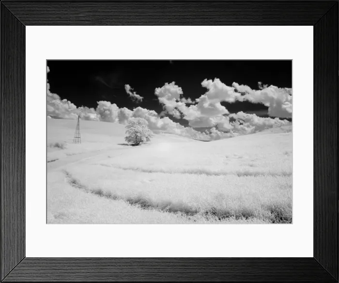 Framed Print : USA, Washington State, Lone tree in field of wheat