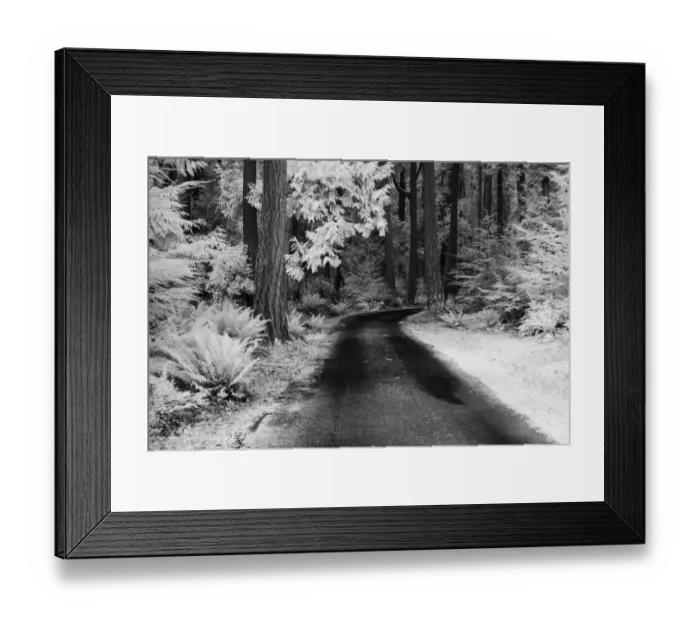 Framed Print : USA, Washington State, Skagit Valley, Country backroad through forest Framed Print : USA, Washington State, Skagit Valley, Country backroad through forest