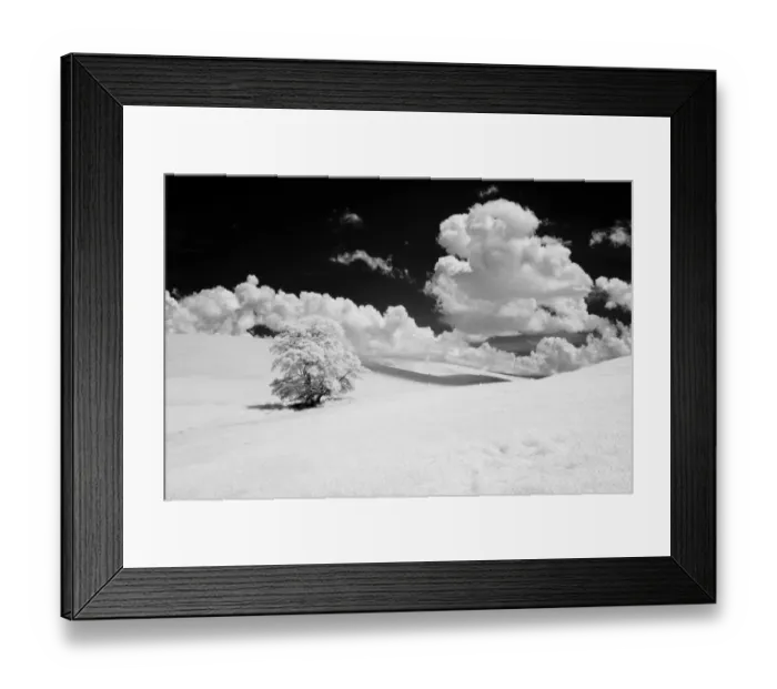 Framed Print : USA, Washington State, Lone tree in field of wheat Framed Print : USA, Washington State, Lone tree in field of wheat