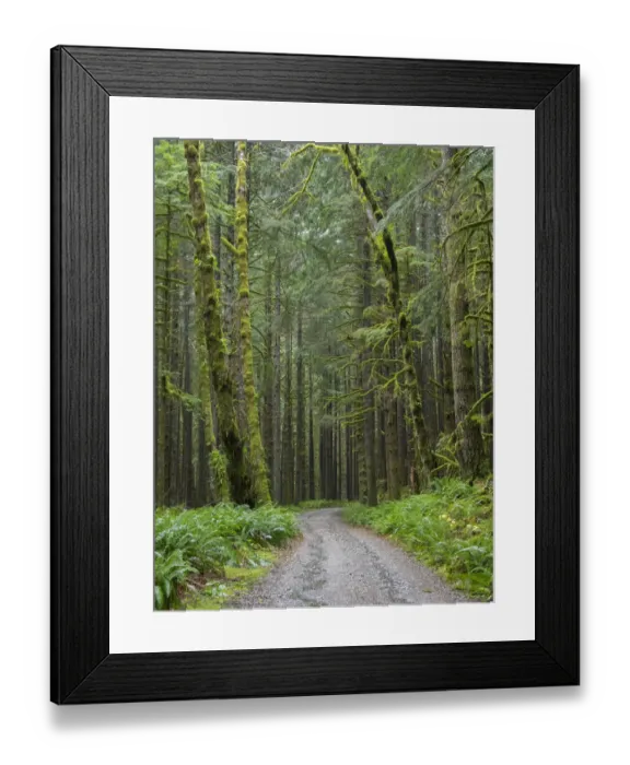 Framed Print : Washington State, Central Cascades, Forest Road 5620, Moss covered Red Alder forest Framed Print : Washington State, Central Cascades, Forest Road 5620, Moss covered Red Alder forest