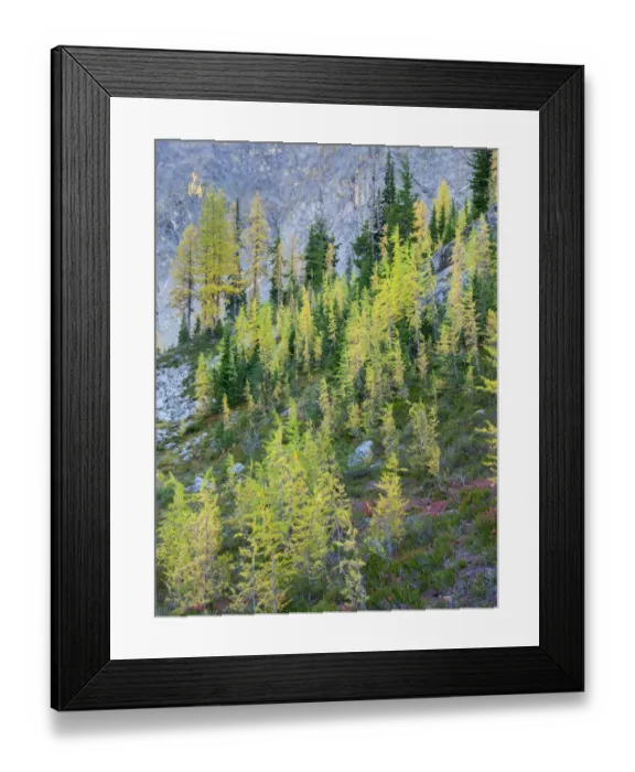 Framed Print : Washington State, North Cascades, Larch and Fir Trees Framed Print : Washington State, North Cascades, Larch and Fir Trees