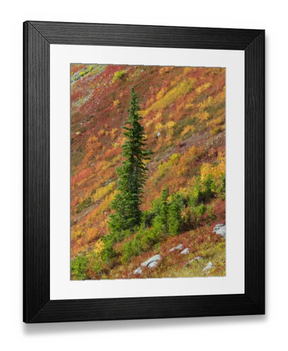 Framed Print : Washington State, North Cascades, Alpine Fir tree and fall color