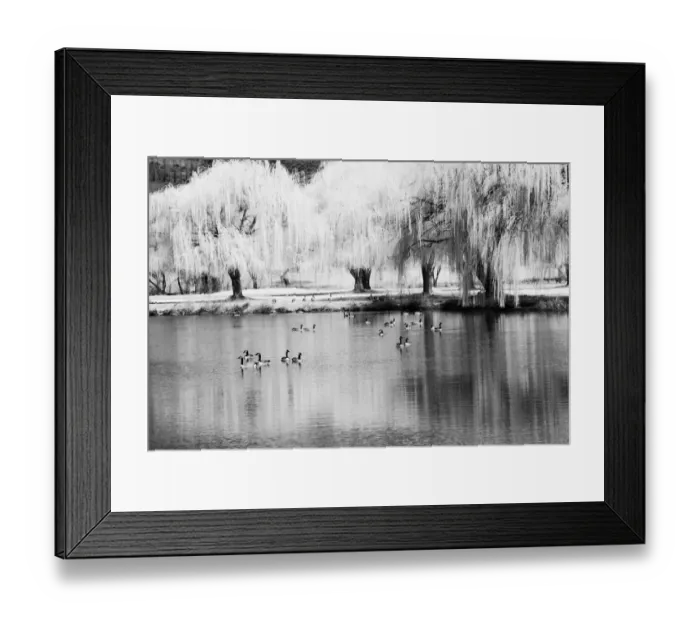 Framed Print : USA, Washington State, Eastern Washington. Weeping willow tree reflecting in pond Framed Print : USA, Washington State, Eastern Washington. Weeping willow tree reflecting in pond