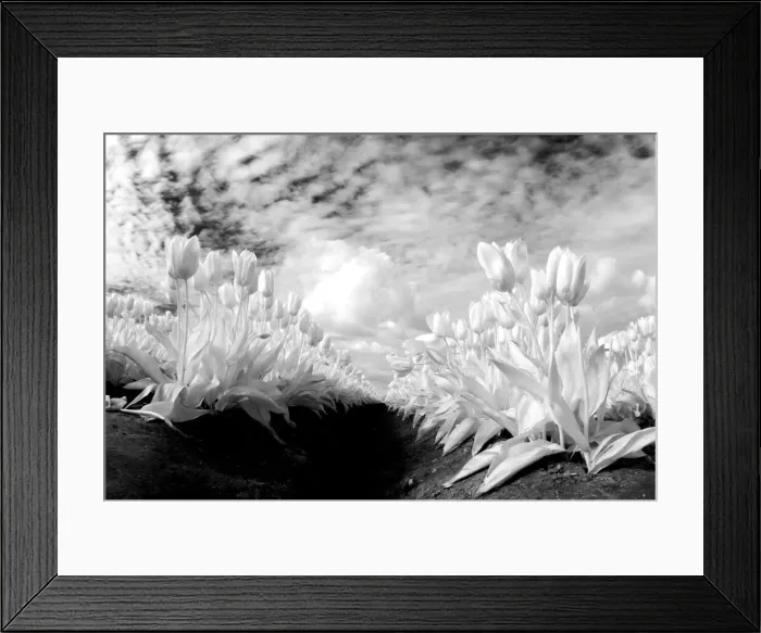 Framed Print : USA, Washington State, Skagit Valley, low angle of Tulip rows