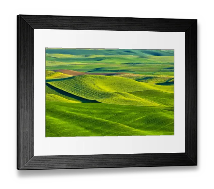 Framed Print : USA, Washington State, Palouse Region, Patterns in the fields of fresh green Spring wheat