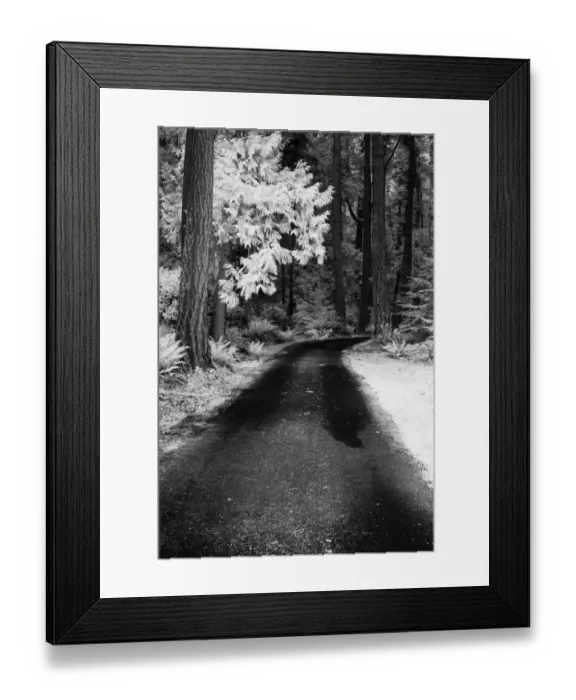 Framed Print : USA, Washington State, Skagit Valley, Country backroad through forest