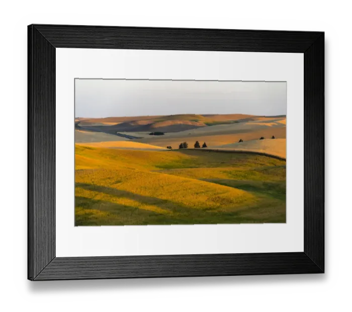 Framed Print : Landscape of rolling wheat field at sunrise, Palouse, Washington State, USA