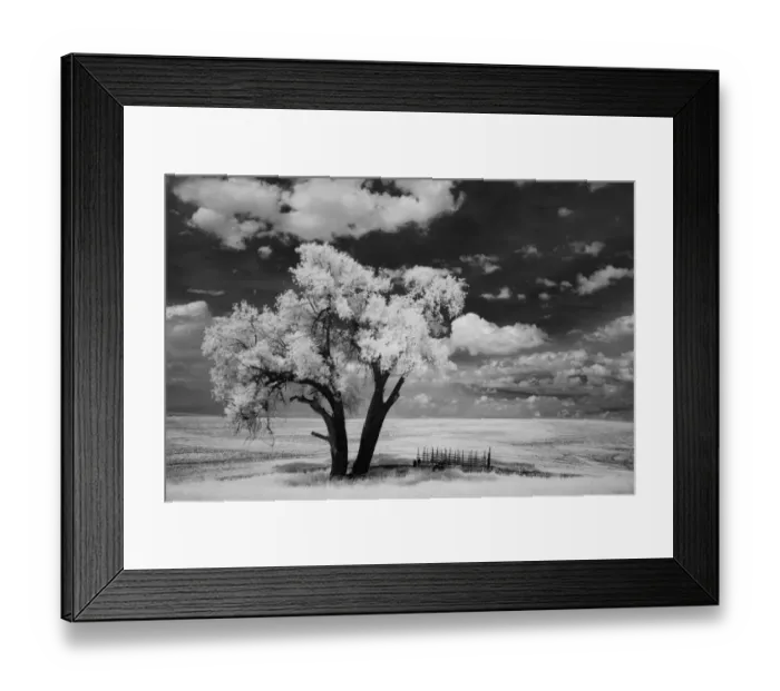Framed Print : USA, Washington State, Lone tree in field in wheat Framed Print : USA, Washington State, Lone tree in field in wheat