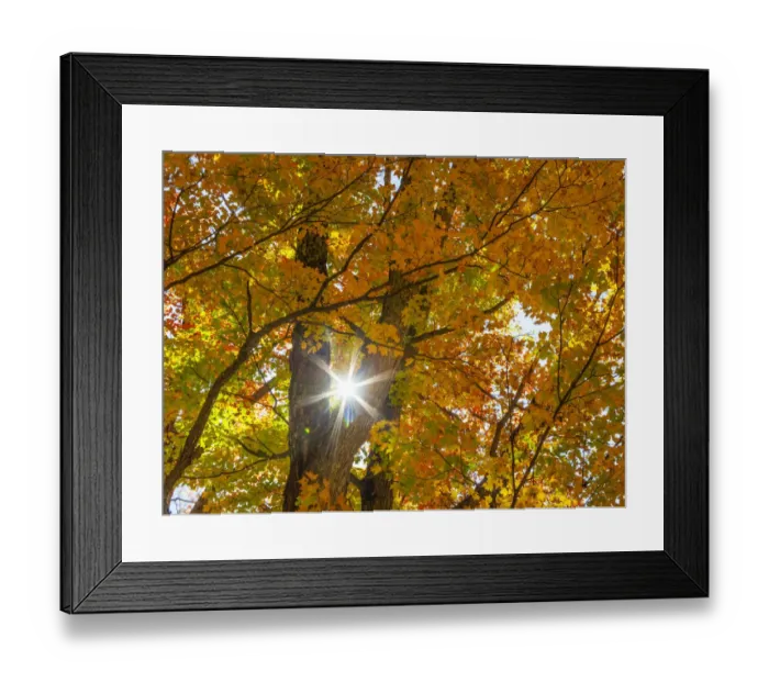 Framed Print : USA, New England, Vermont Autumn looking up into Sugar Maple Trees with star burst