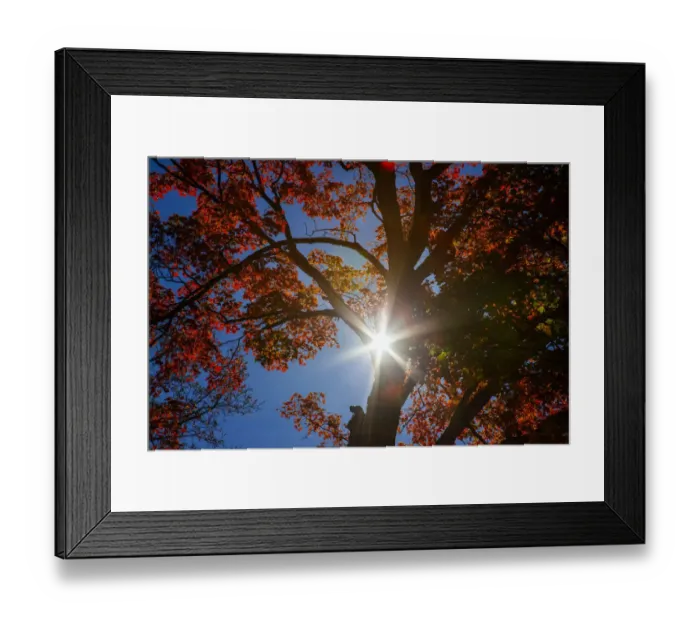 Framed Print : USA, New England, Vermont Autumn looking up into Sugar Maple Trees with star burst