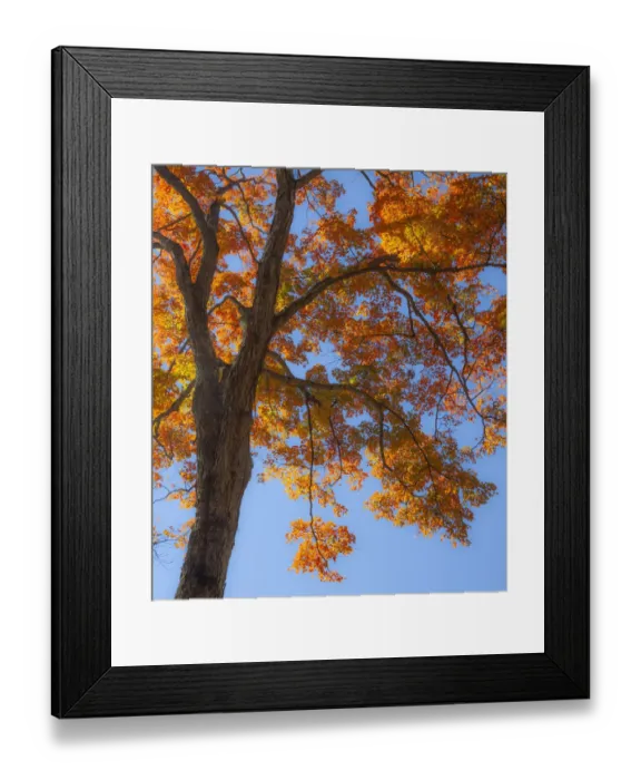 Framed Print : USA, New England, Vermont Autumn looking up into Sugar Maple Trees