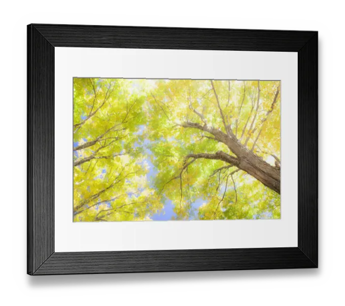 Framed Print : USA, New England, Vermont Autumn looking up into Sugar Maple Trees