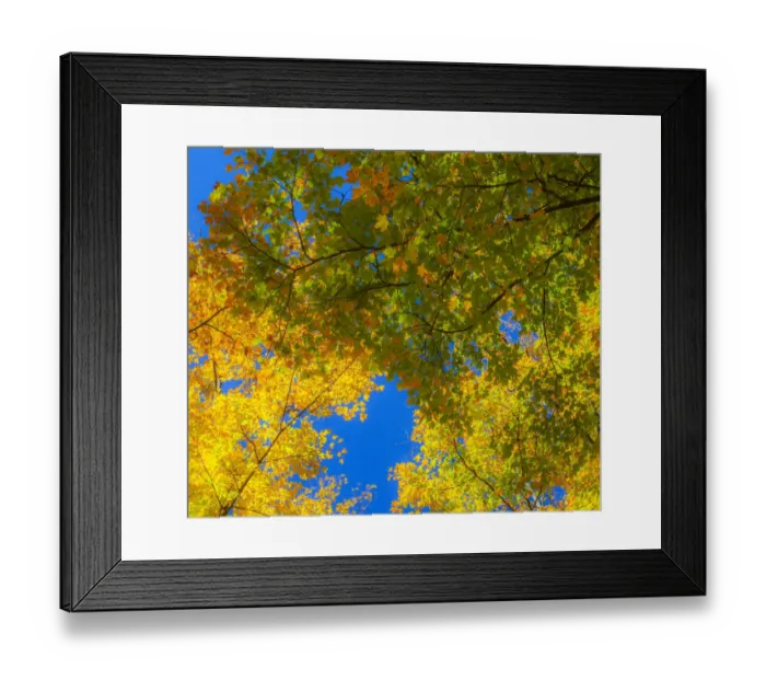 Framed Print : USA, New England, Vermont Autumn looking up into Sugar Maple Trees