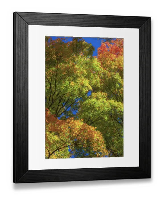 Framed Print : USA, New England, Vermont Autumn looking up into Sugar Maple Trees