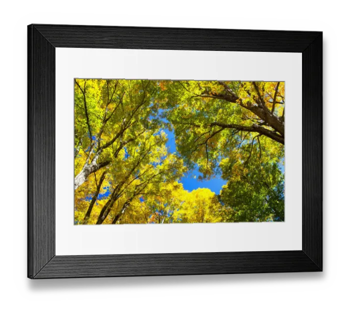 Framed Print : USA, New England, Vermont Autumn looking up into Sugar Maple Trees