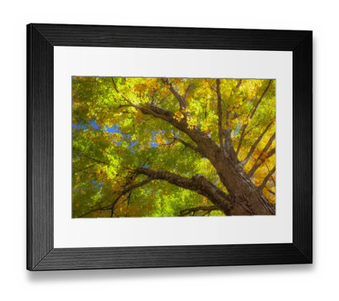 Framed Print : USA, New England, Vermont Autumn looking up into Sugar Maple Trees Framed Print : USA, New England, Vermont Autumn looking up into Sugar Maple Trees