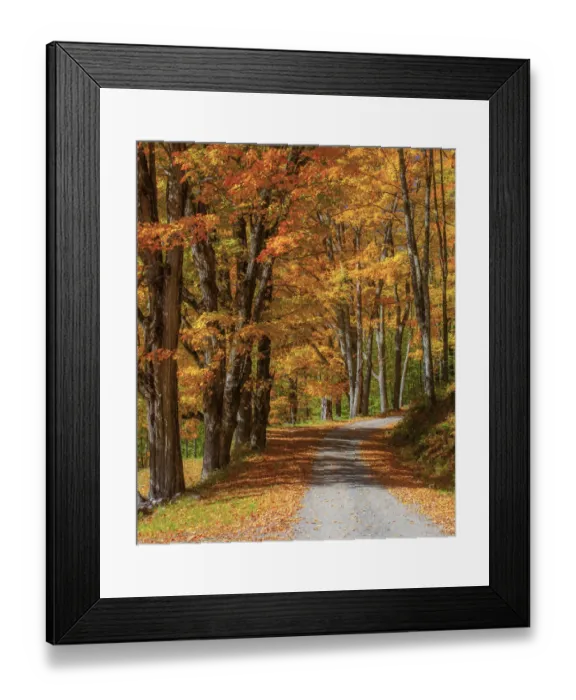 Framed Print : USA, New England, Vermont gravel road lined with sugar maple in full Fall color Framed Print : USA, New England, Vermont gravel road lined with sugar maple in full Fall color