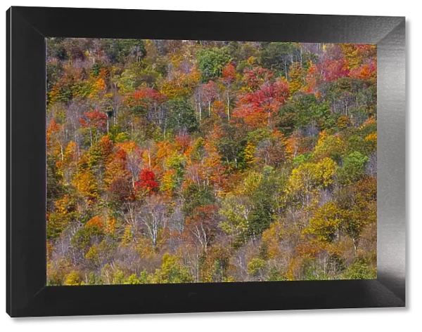 USA, New England, Vermont, Plymouth, Fall colors on hillside