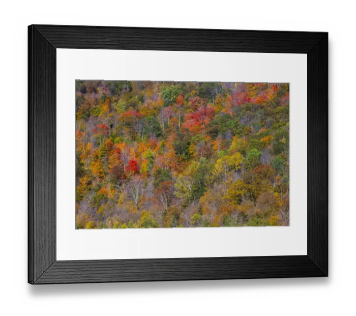 Framed Print : USA, New England, Vermont, Plymouth, Fall colors on hillside Framed Print : USA, New England, Vermont, Plymouth, Fall colors on hillside