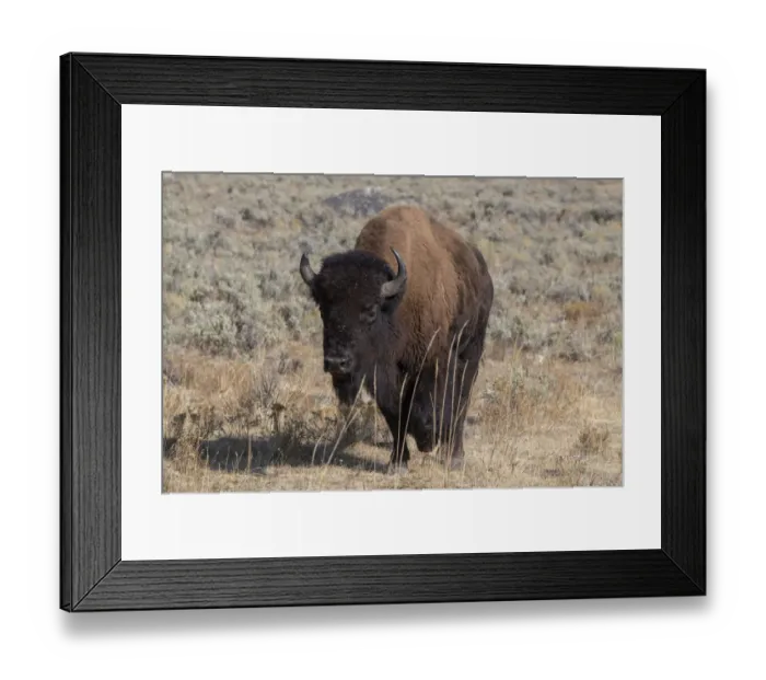 Framed Print : USA, Wyoming, Yellowstone National Park, Lamar Valley. American bison